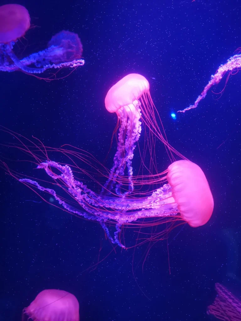 LumiN'essence —Magnétisme & Soins énergétiques dans le Morbihan