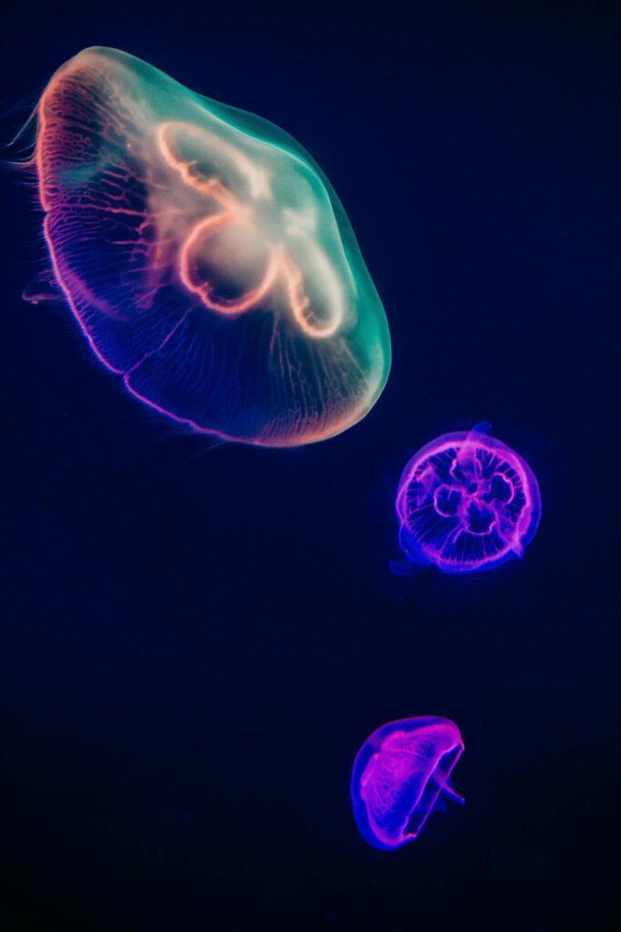 LumiN'essence —Magnétisme & Soins énergétiques dans le Morbihan